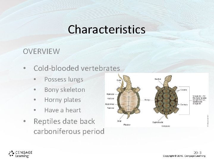 Characteristics OVERVIEW • Cold-blooded vertebrates • • Possess lungs Bony skeleton Horny plates Have Characteristics OVERVIEW • Cold-blooded vertebrates • • Possess lungs Bony skeleton Horny plates Have