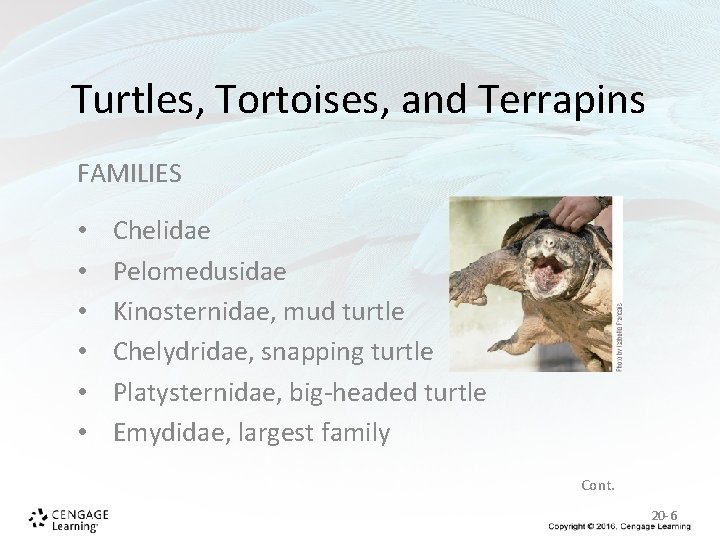 Turtles, Tortoises, and Terrapins FAMILIES • • • Chelidae Pelomedusidae Kinosternidae, mud turtle Chelydridae, Turtles, Tortoises, and Terrapins FAMILIES • • • Chelidae Pelomedusidae Kinosternidae, mud turtle Chelydridae,