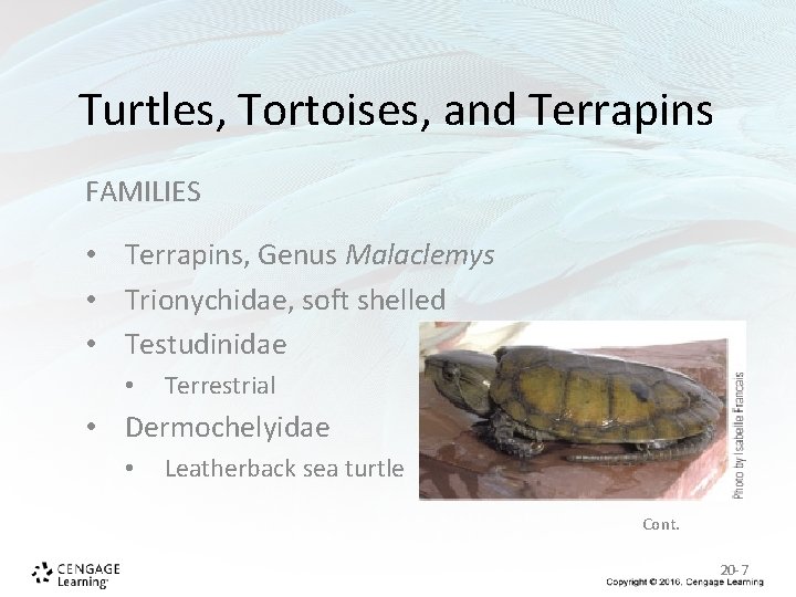 Turtles, Tortoises, and Terrapins FAMILIES • Terrapins, Genus Malaclemys • Trionychidae, soft shelled • Turtles, Tortoises, and Terrapins FAMILIES • Terrapins, Genus Malaclemys • Trionychidae, soft shelled •
