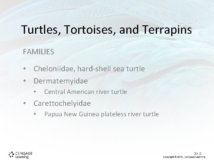 Turtles, Tortoises, and Terrapins FAMILIES • Cheloniidae, hard-shell sea turtle • Dermatemyidae • Central Turtles, Tortoises, and Terrapins FAMILIES • Cheloniidae, hard-shell sea turtle • Dermatemyidae • Central