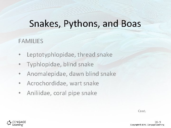 Snakes, Pythons, and Boas FAMILIES • • • Leptotyphlopidae, thread snake Typhlopidae, blind snake Snakes, Pythons, and Boas FAMILIES • • • Leptotyphlopidae, thread snake Typhlopidae, blind snake