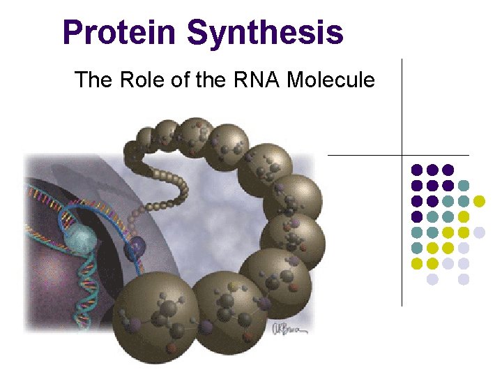 Protein Synthesis The Role of the RNA Molecule 