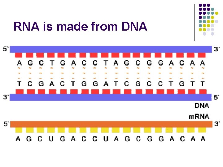 RNA is made from DNA 