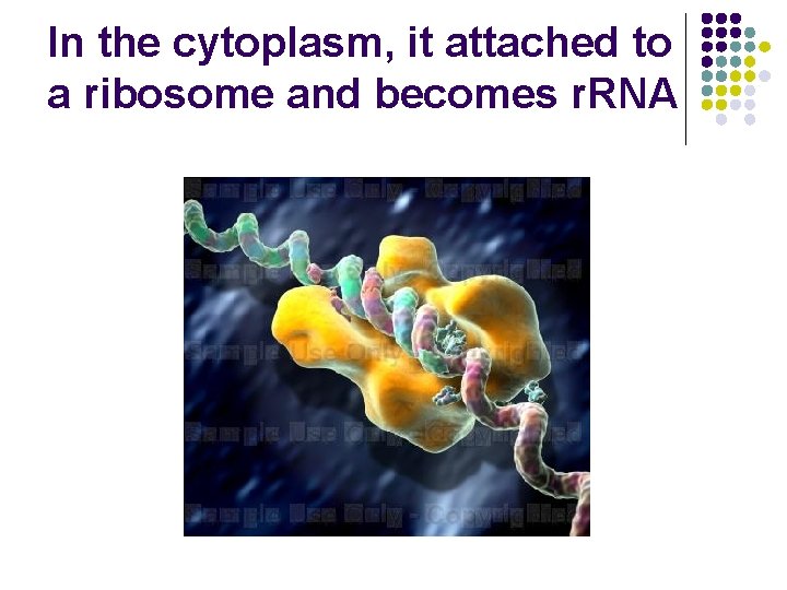 In the cytoplasm, it attached to a ribosome and becomes r. RNA 