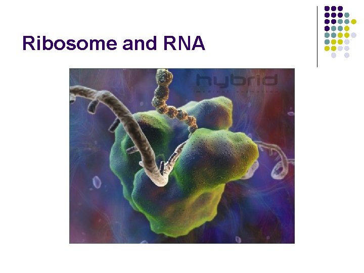 Ribosome and RNA 