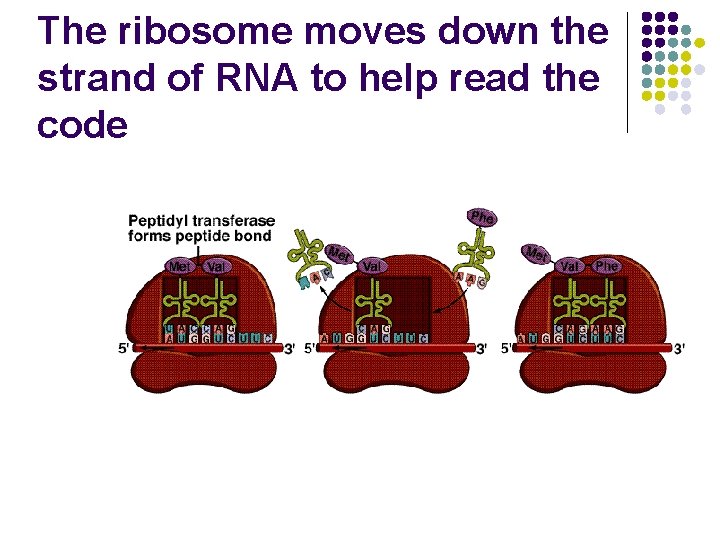 The ribosome moves down the strand of RNA to help read the code 