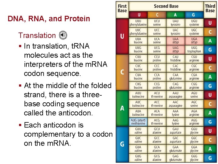 Molecular Genetics DNA, RNA, and Protein Translation § In translation, t. RNA molecules act