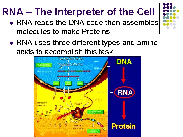RNA – The Interpreter of the Cell l l RNA reads the DNA code