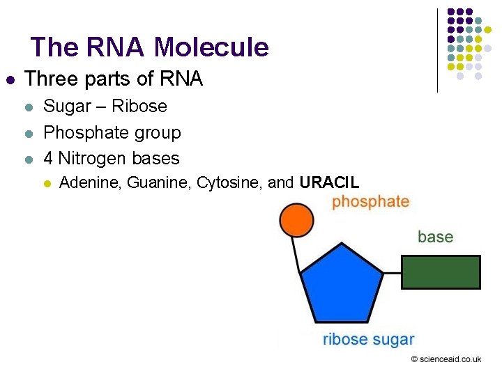 The RNA Molecule l Three parts of RNA l l l Sugar – Ribose