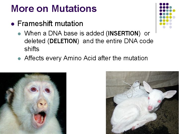 More on Mutations l Frameshift mutation l l When a DNA base is added