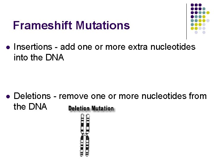 Frameshift Mutations l Insertions - add one or more extra nucleotides into the DNA