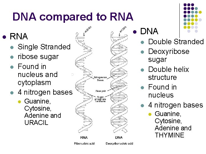 DNA compared to RNA l l l l Single Stranded ribose sugar Found in