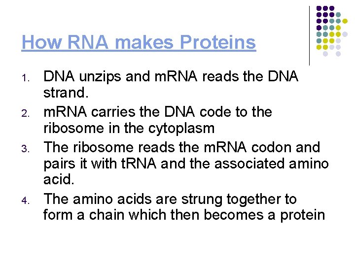 How RNA makes Proteins 1. 2. 3. 4. DNA unzips and m. RNA reads