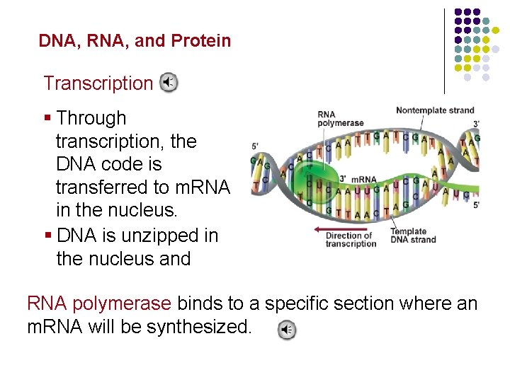 Molecular Genetics DNA, RNA, and Protein Transcription § Through transcription, the DNA code is