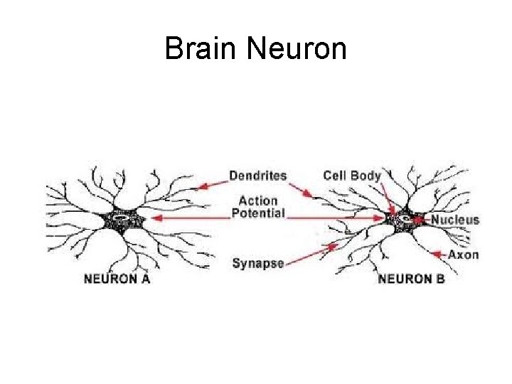 Brain Neuron 