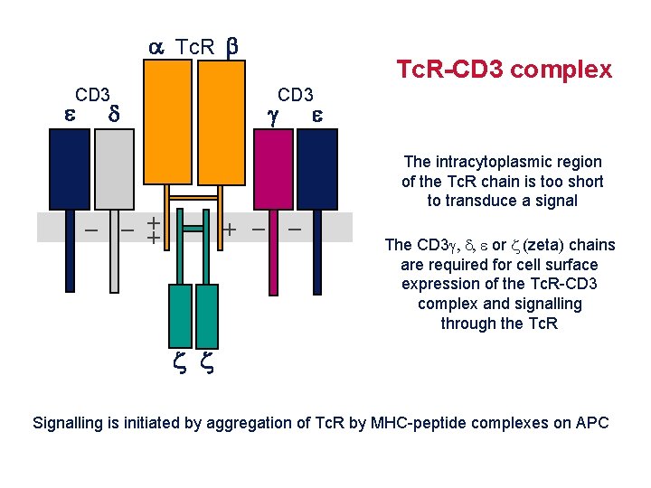 Topic 6 The T Cell Antigen Receptor Complex