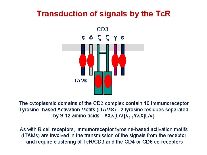 Topic 6 The T Cell Antigen Receptor Complex