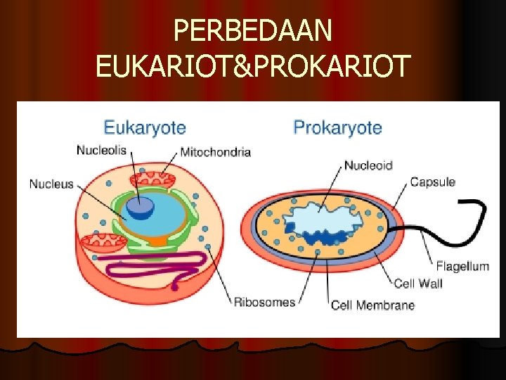 PERBEDAAN EUKARIOT&PROKARIOT 