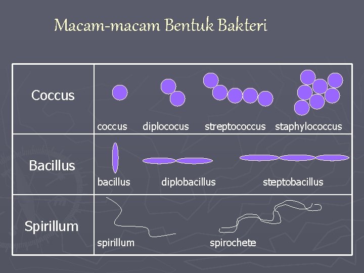 Macam-macam Bentuk Bakteri Coccus coccus diplococus streptococcus staphylococcus Bacillus bacillus diplobacillus Spirillum spirochete steptobacillus