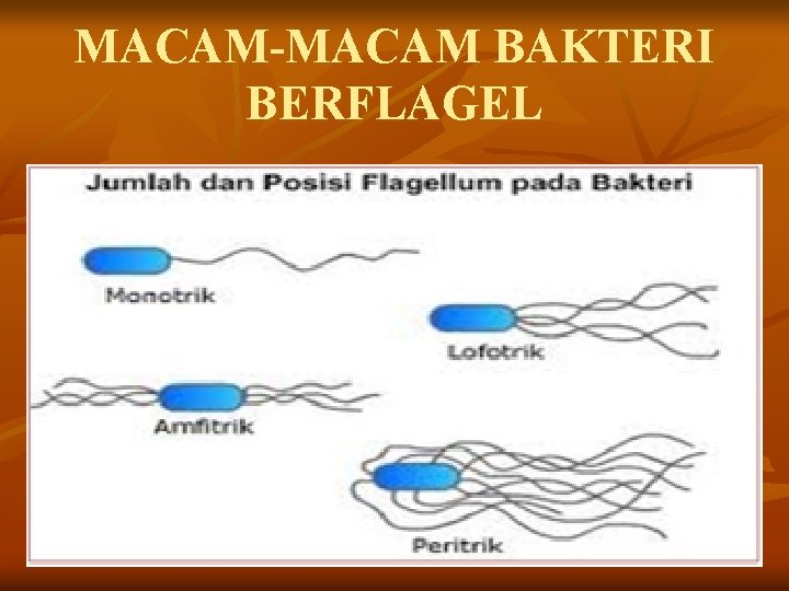 MACAM-MACAM BAKTERI BERFLAGEL 