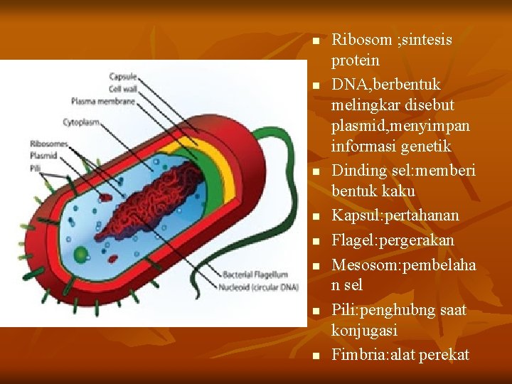 n n n n Ribosom ; sintesis protein DNA, berbentuk melingkar disebut plasmid, menyimpan