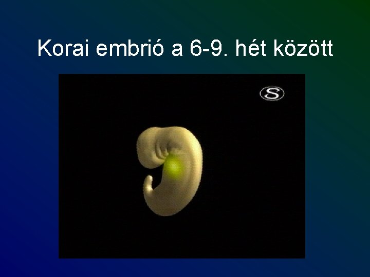 Korai embrió a 6 -9. hét között 