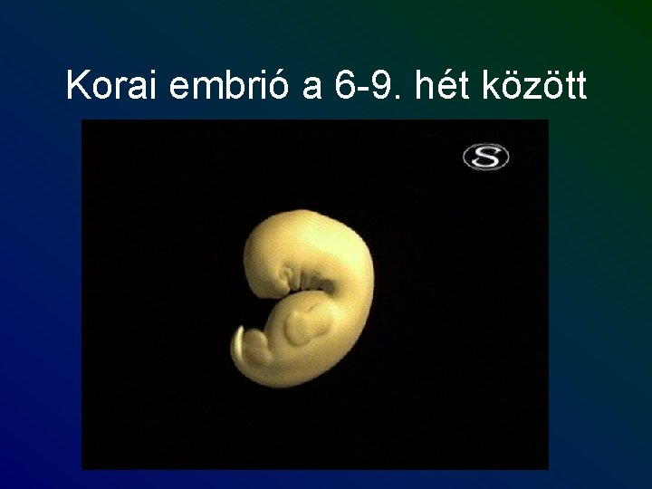 Korai embrió a 6 -9. hét között 