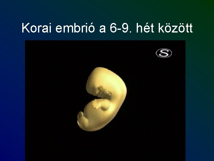 Korai embrió a 6 -9. hét között 