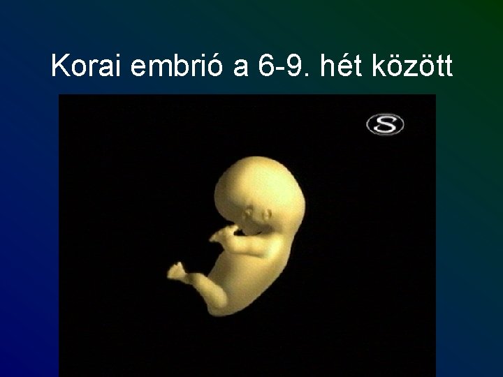 Korai embrió a 6 -9. hét között 