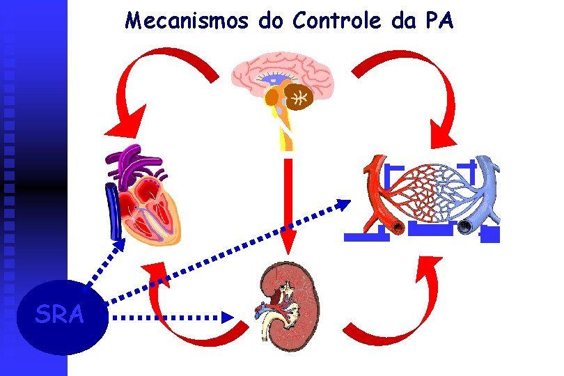 Mecanismos do Controle da PA SNA SRA 