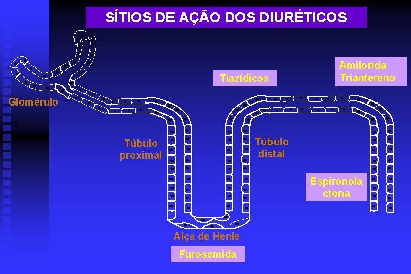 SÍTIOS DE AÇÃO DOS DIURÉTICOS Tiazídicos Amilorida Triantereno Glomérulo Túbulo distal Túbulo proximal Espironola