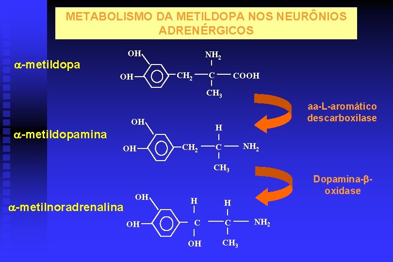 METABOLISMO DA METILDOPA NOS NEURÔNIOS ADRENÉRGICOS OH -metildopa NH 2 CH 2 OH C