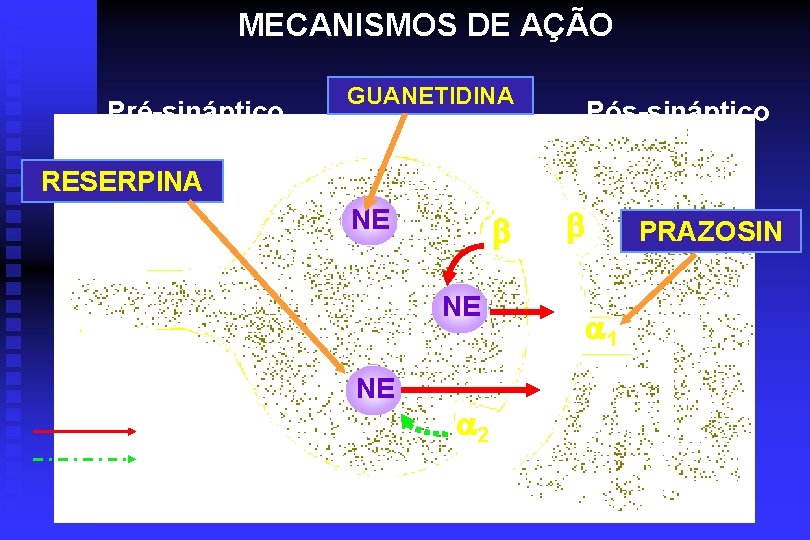 MECANISMOS DE AÇÃO Pré-sináptico GUANETIDINA Pós-sináptico RESERPINA NE NE (+) (-) 2 PRAZOSIN 1