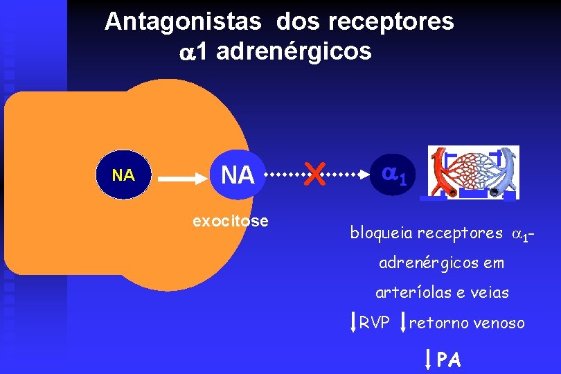 Antagonistas dos receptores 1 adrenérgicos NA NA exocitose X 1 bloqueia receptores 1 adrenérgicos