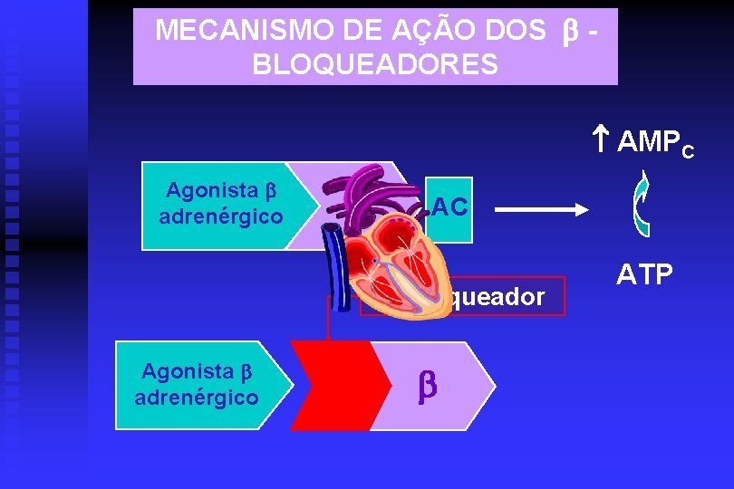 MECANISMO DE AÇÃO DOS BLOQUEADORES AMPC Agonista adrenérgico AC -bloqueador Agonista adrenérgico ATP 