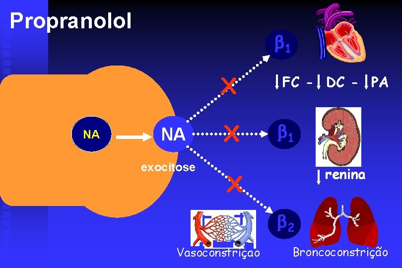 Propranolol 1 X NA NA exocitose X FC - DC - PA 1 renina
