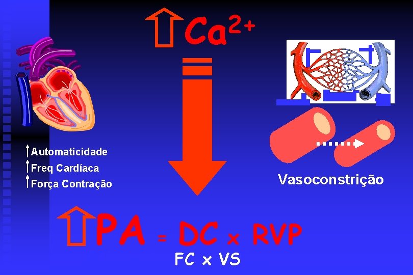 2+ Ca Automaticidade Freq Cardíaca Força Contração Vasoconstrição PA = DC x RVP x