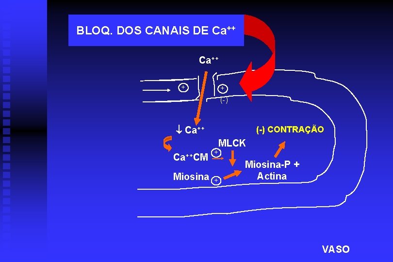 BLOQ. DOS CANAIS DE Ca++ + + (-) Ca++ (-) CONTRAÇÃO MLCK Ca++CM Miosina