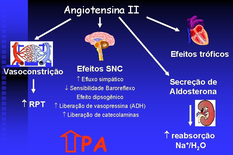 Angiotensina II Efeitos tróficos Vasoconstrição Efeitos SNC Efluxo simpático Sensibilidade Baroreflexo RPT Efeito dipsogênico