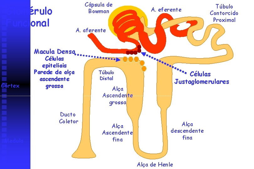 Cápsula de Bowman Glomérulo Funcional A. eferente Túbulo Contorcido Proximal A. aferente Macula Densa