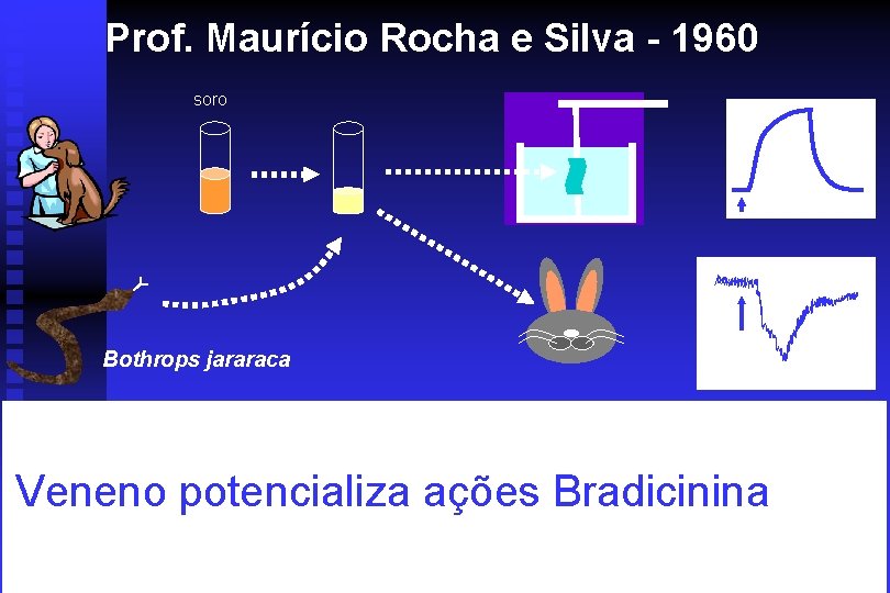 Prof. Maurício Rocha e Silva - 1960 soro Bothrops jararaca Veneno potencializa ações Bradicinina