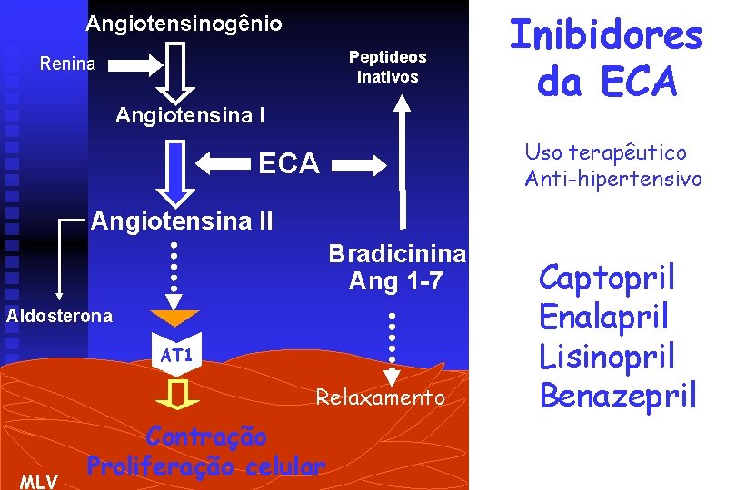 Angiotensinogênio Peptideos inativos Renina Angiotensina I Inibidores da ECA Uso terapêutico Anti-hipertensivo ECA Angiotensina