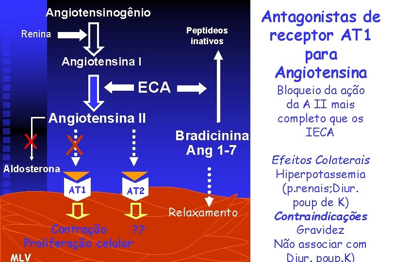 Angiotensinogênio Peptideos inativos Renina Angiotensina I ECA Angiotensina II X X Bradicinina Ang 1