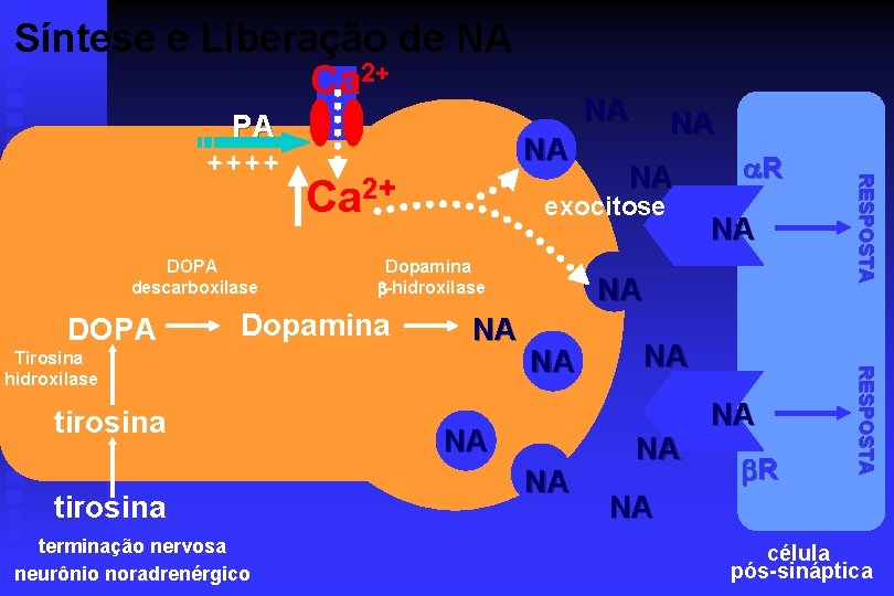 Síntese e Liberação de NA Ca 2+ DOPA NA Ca 2+ NA Tirosina hidroxilase