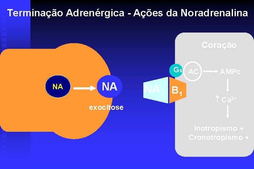 Terminação Adrenérgica - Ações da Noradrenalina Coração Gs AC NA NA exocitose NA B