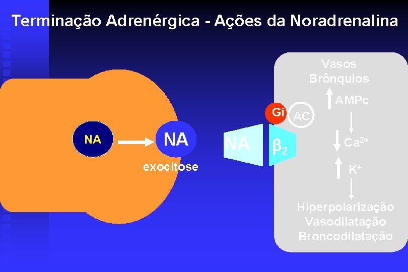 Terminação Adrenérgica - Ações da Noradrenalina Vasos Brônquios Gi AC NA NA exocitose NA