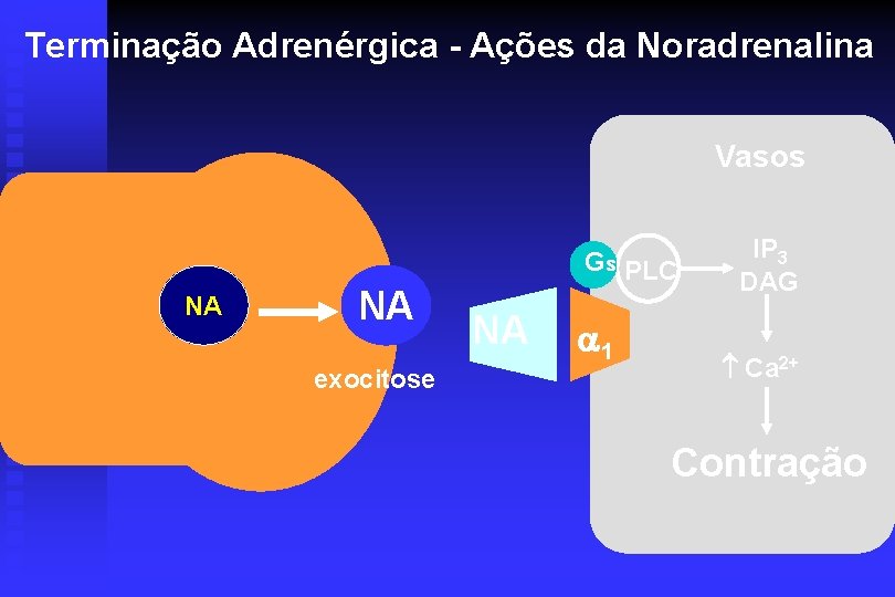 Terminação Adrenérgica - Ações da Noradrenalina Vasos NA NA exocitose Gs PLC NA 1