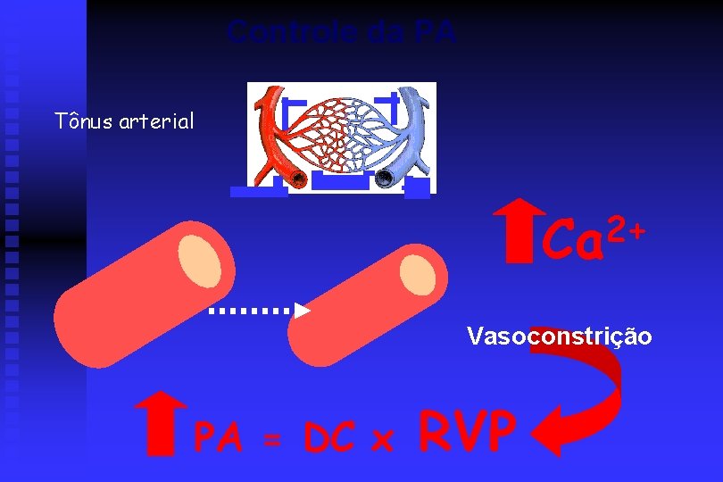 Controle da PA Tônus arterial 2+ Ca Vasoconstrição PA = DC x RVP 