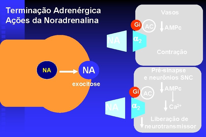 Terminação Adrenérgica Ações da Noradrenalina Vasos Gi AC NA AMPc 2 Contração NA NA