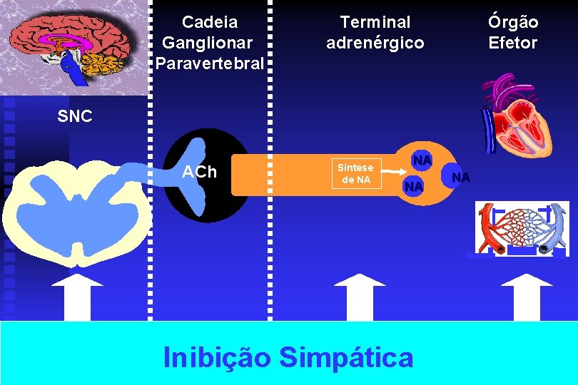 Cadeia Ganglionar Paravertebral Terminal adrenérgico Órgão Efetor SNC ACh Síntese de NA NA NA